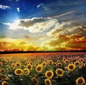 Meet your Posher, Joanne